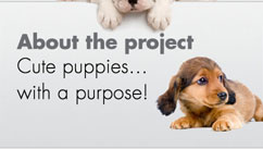 about the project