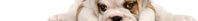 puppy1