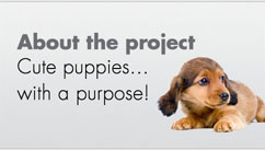 about the project